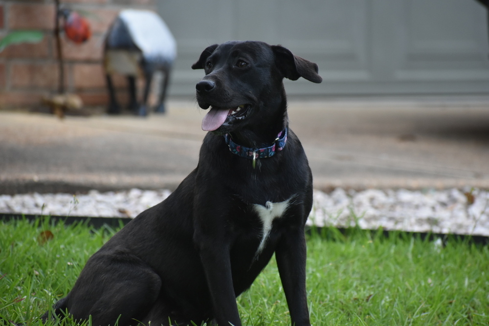 Luna Woods, an adoptable Labrador Retriever, Terrier in Newton, TX, 75966 | Photo Image 1
