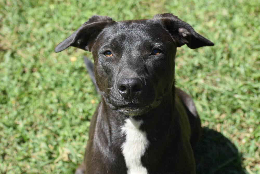 Pepper, an adoptable Staffordshire Bull Terrier, Labrador Retriever in Newton, TX, 75966 | Photo Image 1