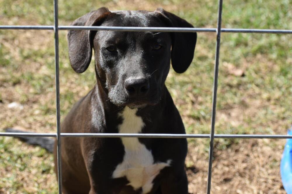 Pepper, an adoptable Staffordshire Bull Terrier, Labrador Retriever in Newton, TX, 75966 | Photo Image 2