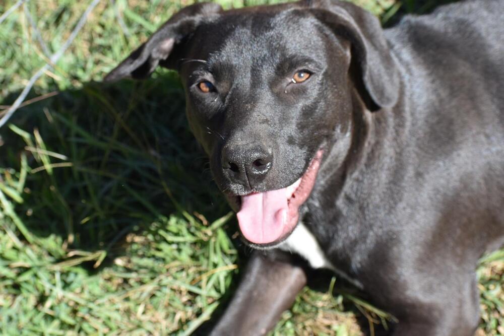Pepper, an adoptable Staffordshire Bull Terrier, Labrador Retriever in Newton, TX, 75966 | Photo Image 3