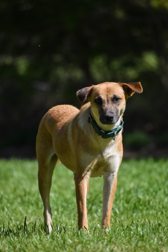 Haylee, an adoptable Black Mouth Cur in Newton, TX, 75966 | Photo Image 1