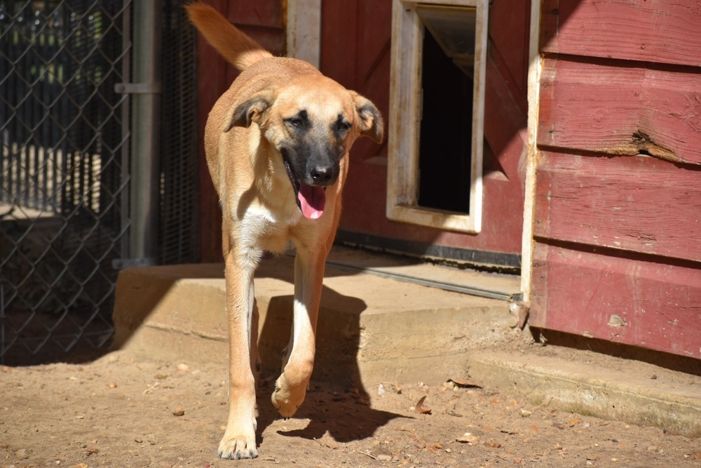 Ace, an adoptable Australian Cattle Dog / Blue Heeler, Great Pyrenees in Newton, TX, 75966 | Photo Image 1