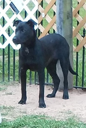 Thunder, an adoptable Labrador Retriever, Pit Bull Terrier in Newton, TX, 75966 | Photo Image 2
