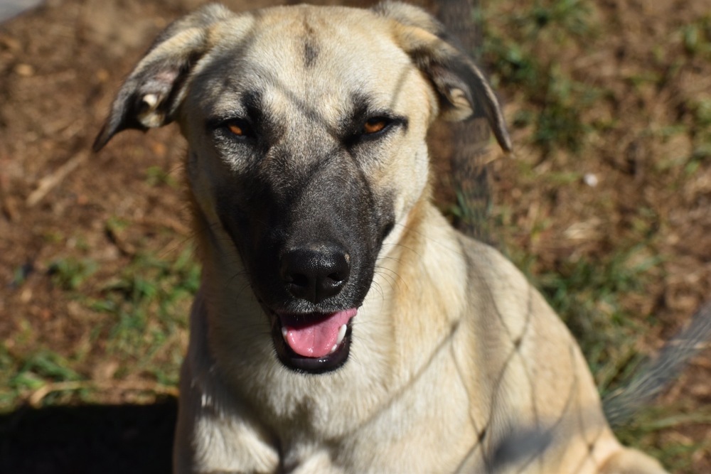 Daisy, an adoptable Anatolian Shepherd, Black Mouth Cur in Newton, TX, 75966 | Photo Image 1