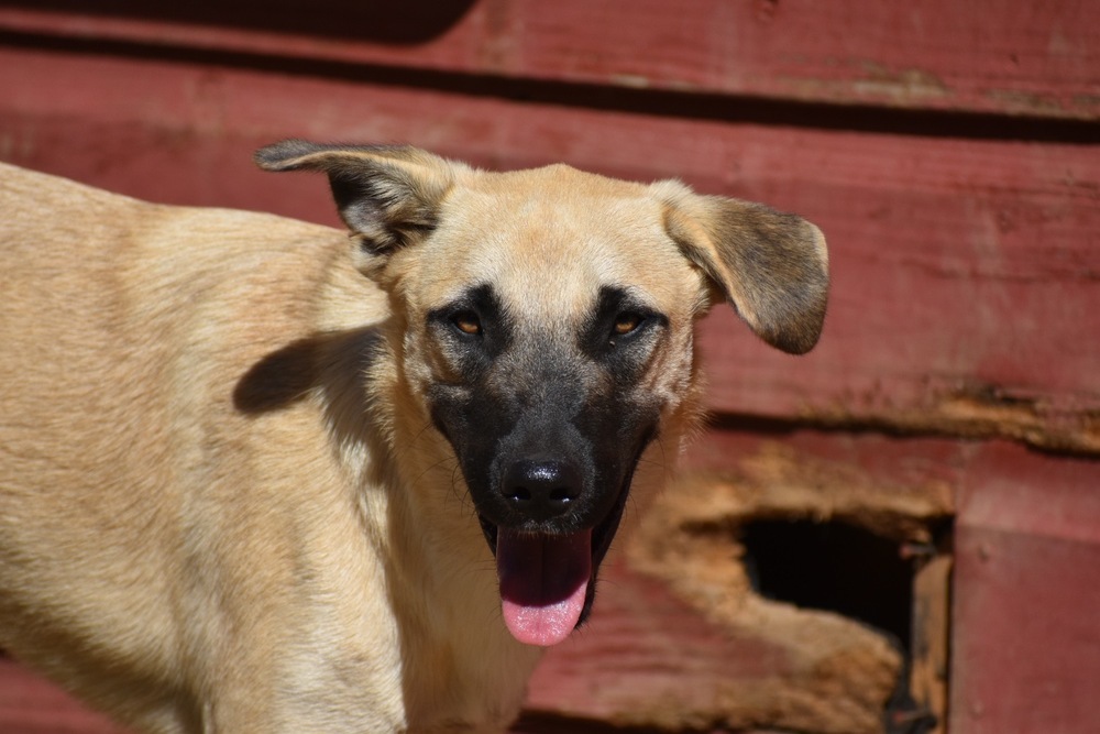 Anatolian Shepherd Black Mouth Cur Mix The Colony, Tx