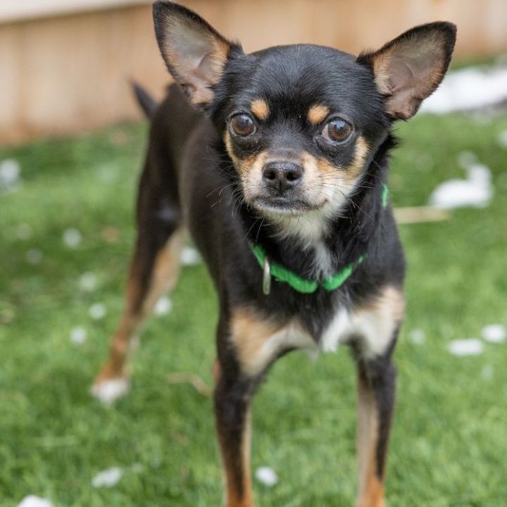 Data, an adoptable Chihuahua Mix in Naperville, IL_image-1