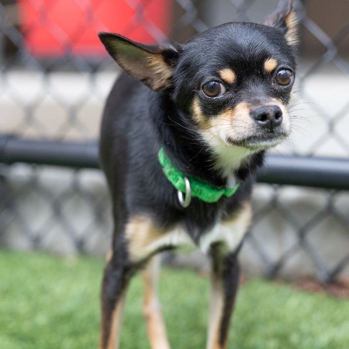 Data, an adoptable Chihuahua Mix in Naperville, IL_image-3