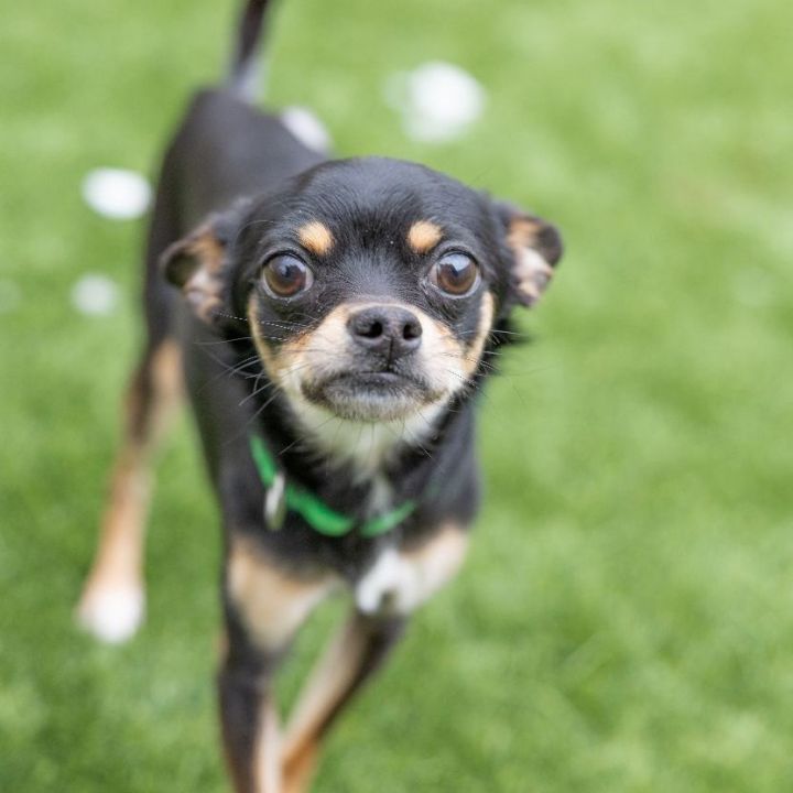 Data, an adoptable Chihuahua Mix in Naperville, IL_image-4