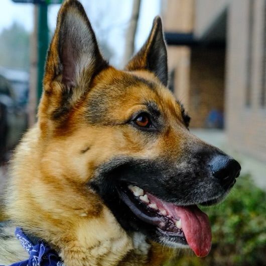 what is the best leash for a german shepherd