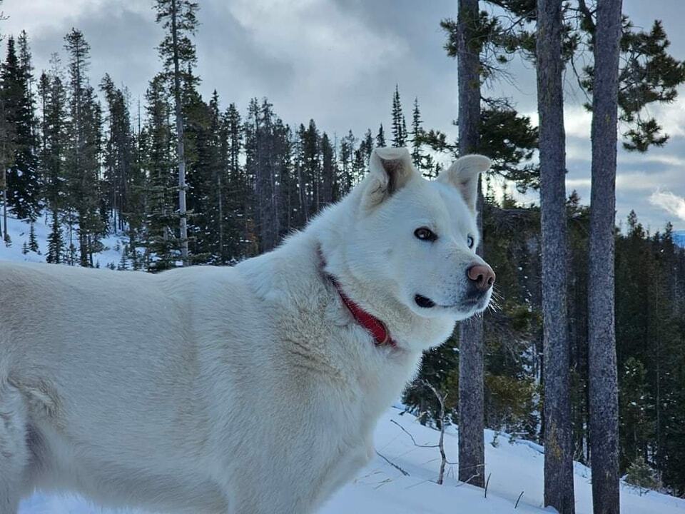 Oliver, an adoptable Siberian Husky, Akita in Salmon, ID, 83467 | Photo Image 1