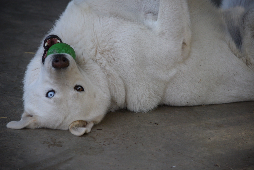 Oliver, an adoptable Siberian Husky, Akita in Salmon, ID, 83467 | Photo Image 2