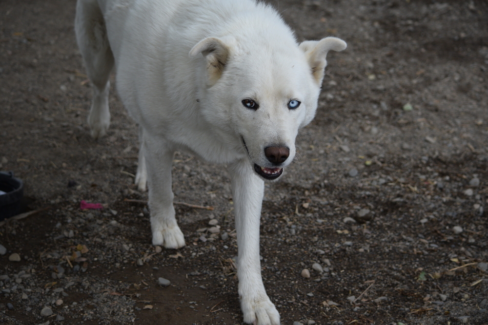 Oliver, an adoptable Siberian Husky, Akita in Salmon, ID, 83467 | Photo Image 3