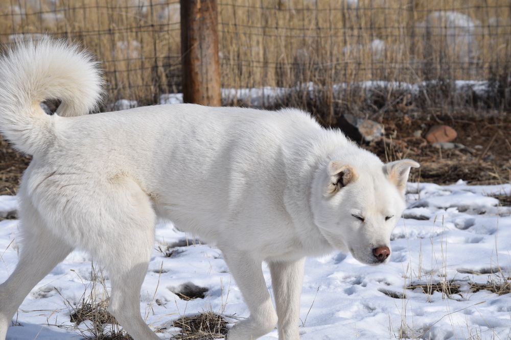 Oliver, an adoptable Siberian Husky, Akita in Salmon, ID, 83467 | Photo Image 4