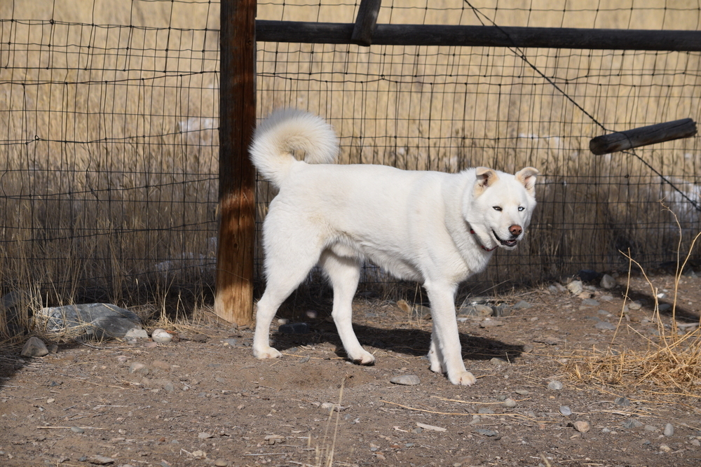 Oliver, an adoptable Siberian Husky, Akita in Salmon, ID, 83467 | Photo Image 5