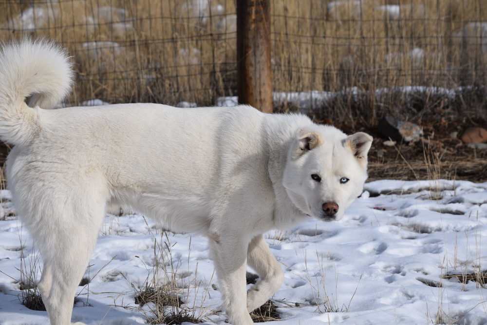 Oliver, an adoptable Siberian Husky, Akita in Salmon, ID, 83467 | Photo Image 6