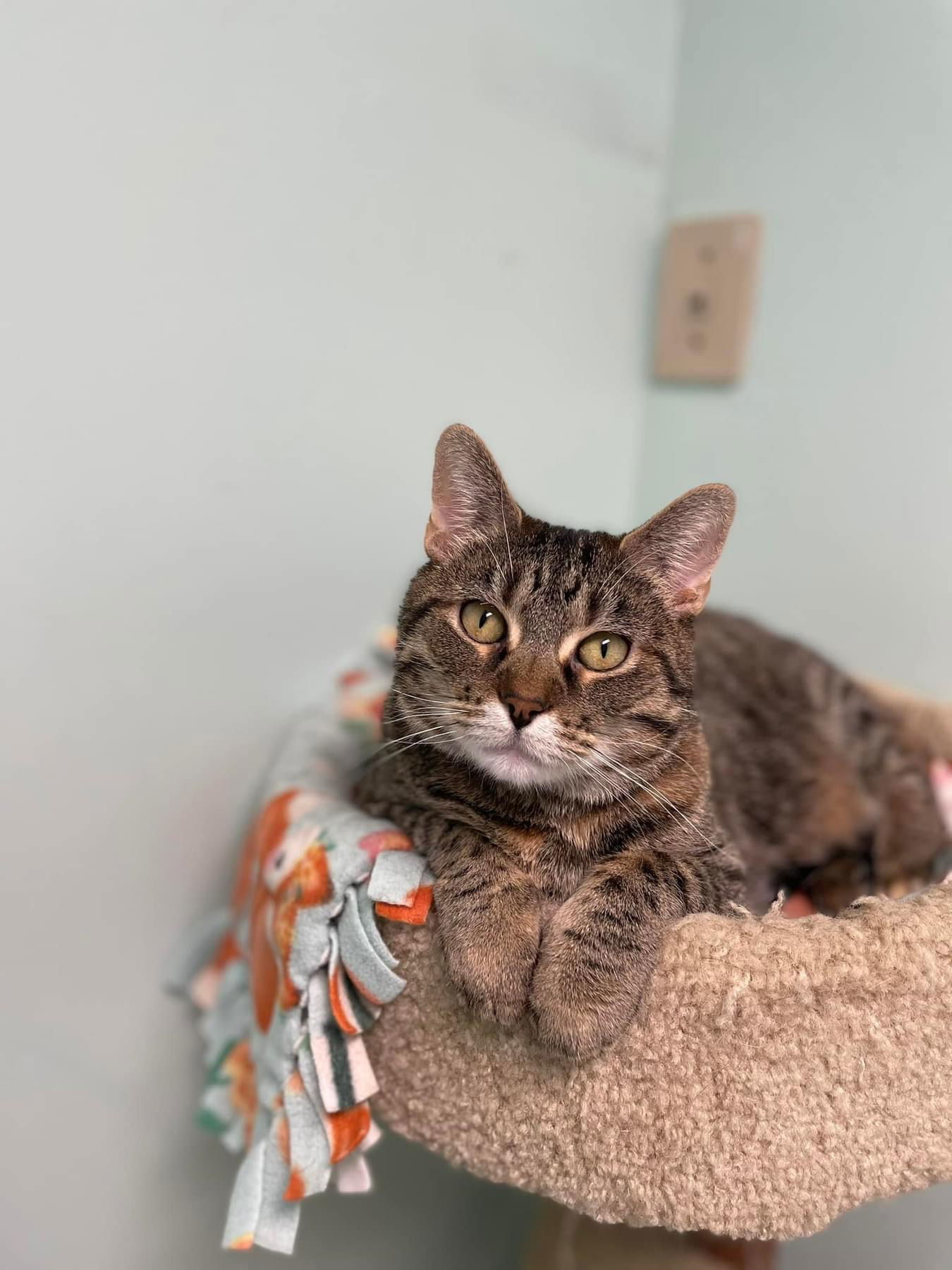 Spice, an adoptable Domestic Short Hair in Champaign, IL, 61820 | Photo Image 1