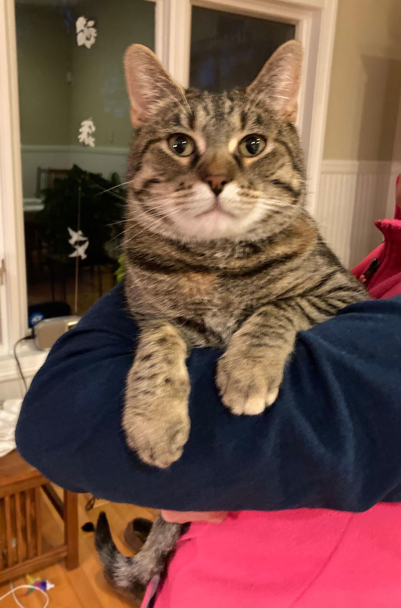 Spice, an adoptable Domestic Short Hair in Champaign, IL, 61820 | Photo Image 2