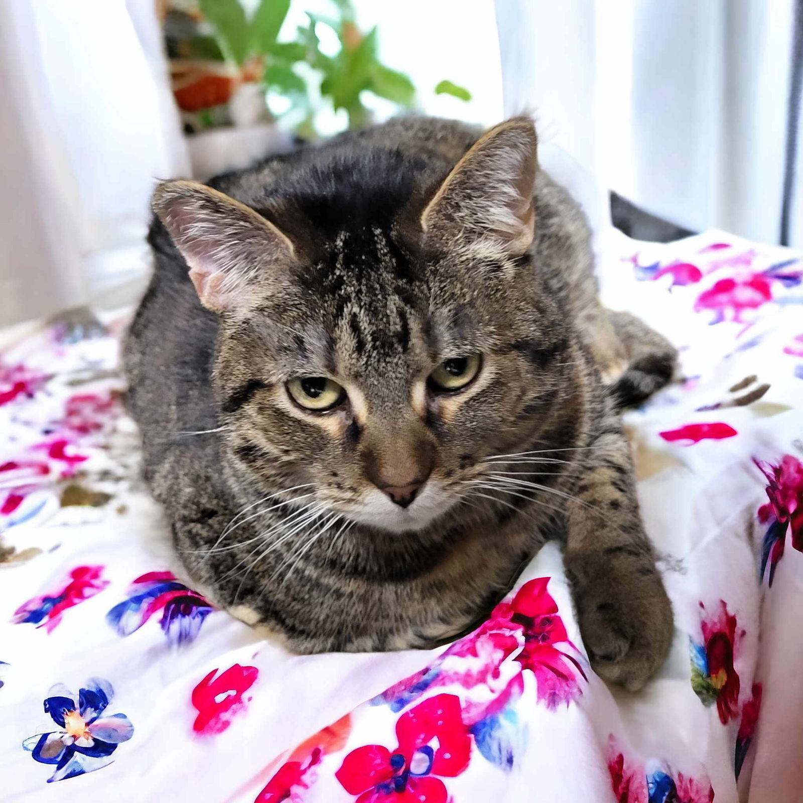 Spice, an adoptable Domestic Short Hair in Champaign, IL, 61820 | Photo Image 3