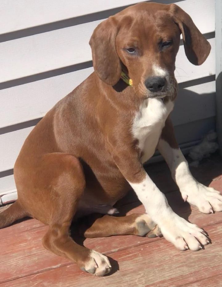 Red-2, an adoptable Hound Mix in Brunswick, ME_image-1