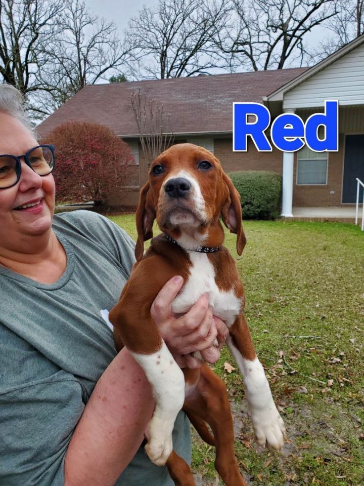 Red-2, an adoptable Hound Mix in Brunswick, ME_image-2