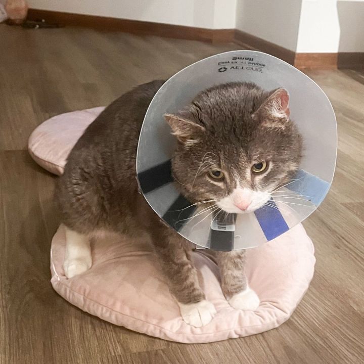 Amandus (FIV+) 4