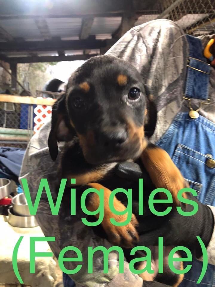 Wiggles, an adopted Hound Mix in Brunswick, ME_image-2