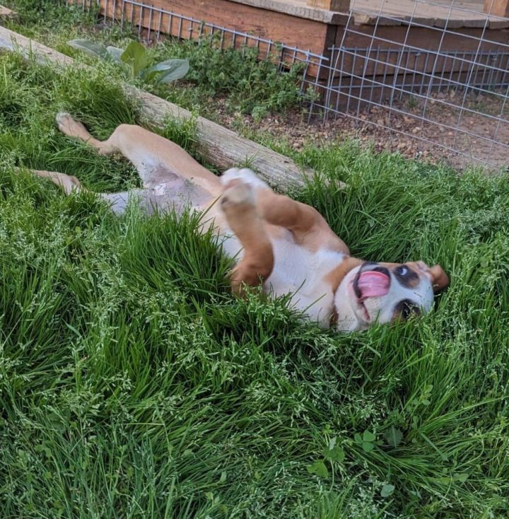 Maya  3