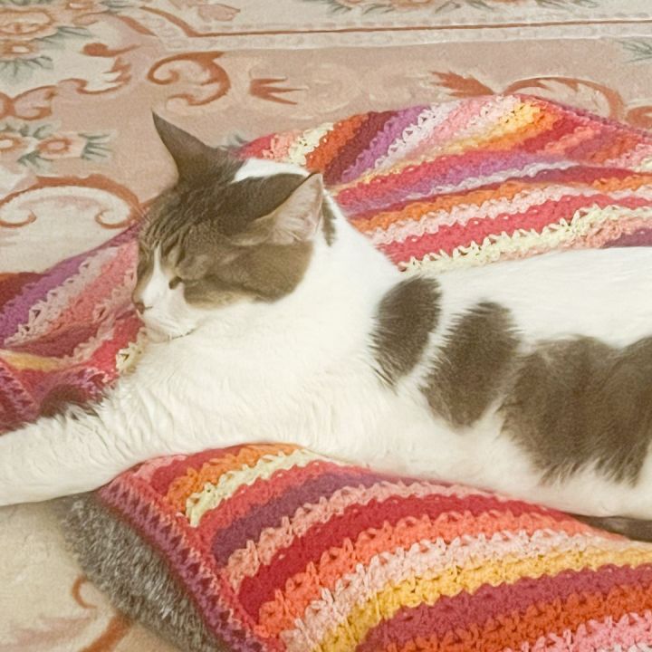 Gilbert 3