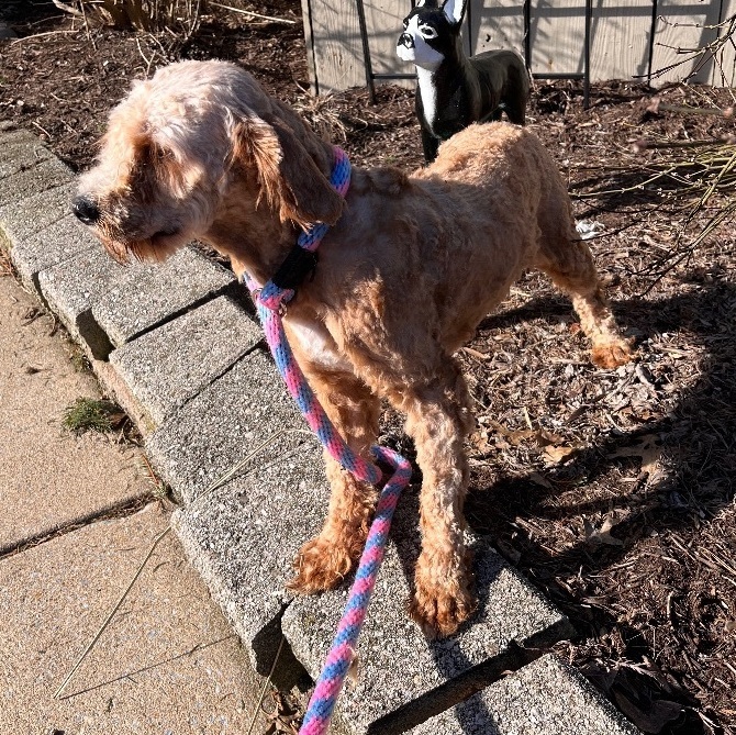 Volga, an adoptable Miniature Poodle Mix in Chester Springs, PA_image-2