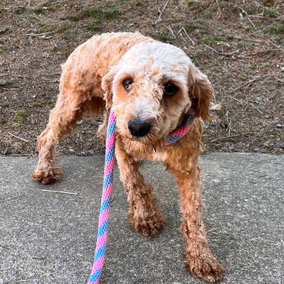 Volga, an adoptable Miniature Poodle Mix in Chester Springs, PA_image-4