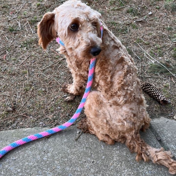 Yukon, an adoptable Miniature Poodle Mix in Chester Springs, PA_image-3
