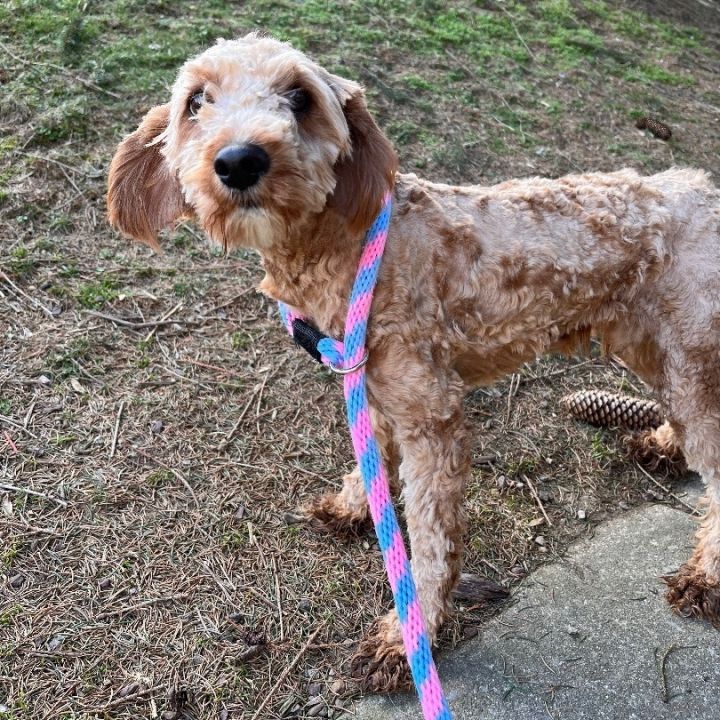 Yukon, an adoptable Miniature Poodle Mix in Chester Springs, PA_image-5