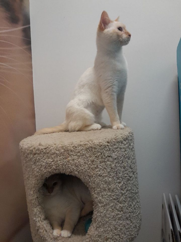 Joy and Ginger 3