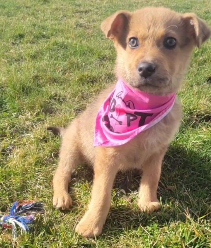 Cleo, an adoptable German Shepherd Dog Mix in Irwin, PA_image-1