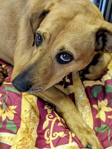 Buck, an adoptable Black Mouth Cur Mix in Waynesville, NC_image-3