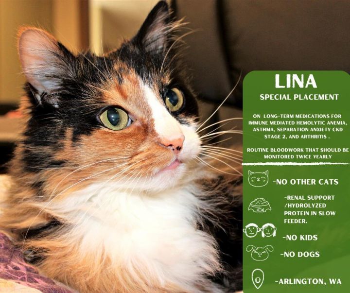 Lina, an adoptable Domestic Long Hair & Tortoiseshell Mix in Arlington, WA_image-1