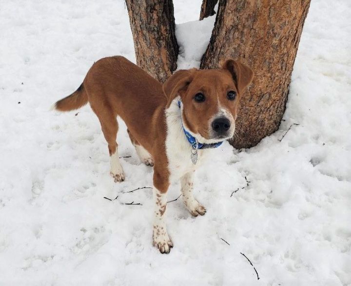 Brodie, an adoptable Mixed Breed in Eden Prairie, MN_image-3