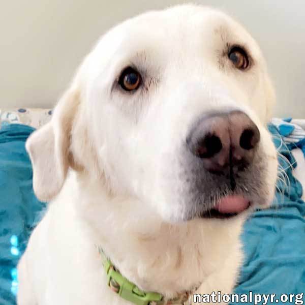 Cici in MS - Mellow & Sweet Companion!, an adoptable Akbash in Hattiesburg, MS, 39402 | Photo Image 1