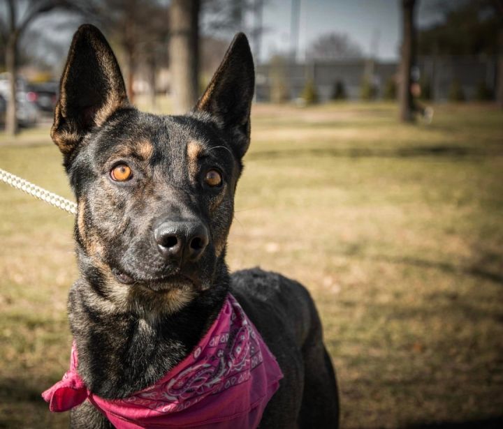 German shepherd store and staffordshire mix