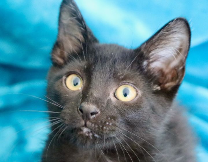 Juice, an adoptable Bombay & Domestic Short Hair Mix in Saint Augustine, FL_image-2
