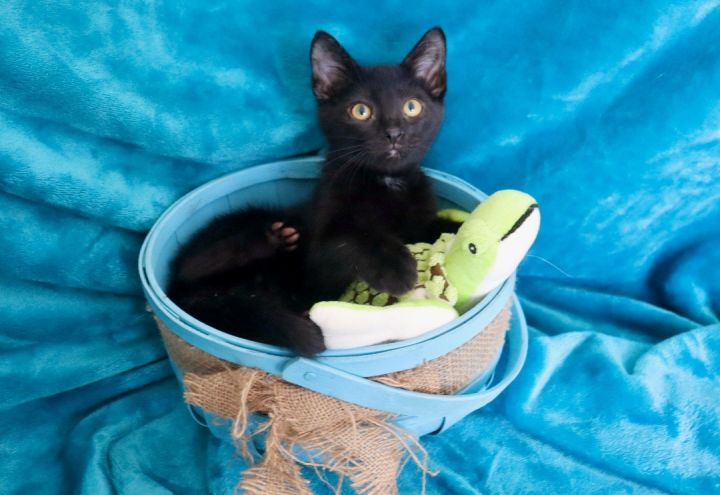 Juice, an adoptable Bombay & Domestic Short Hair Mix in Saint Augustine, FL_image-5