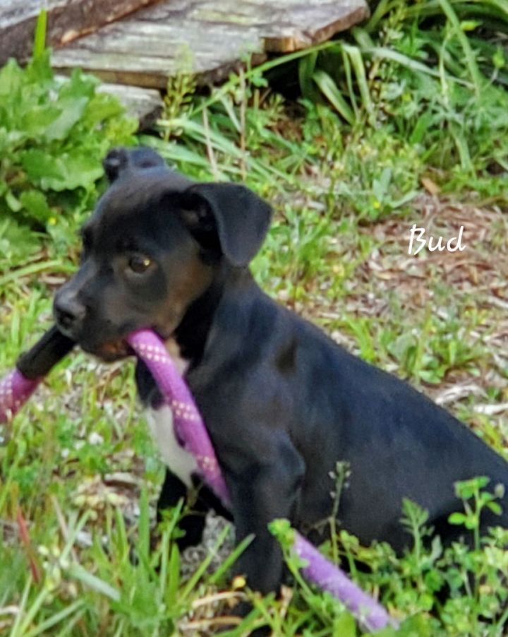 Bud, an adoptable Black Labrador Retriever Mix in Saint Augustine, FL_image-2