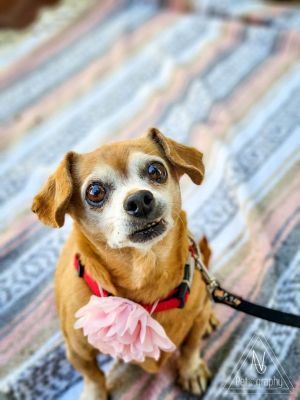 Dogs for Adoption Near Murrieta, CA | Petfinder