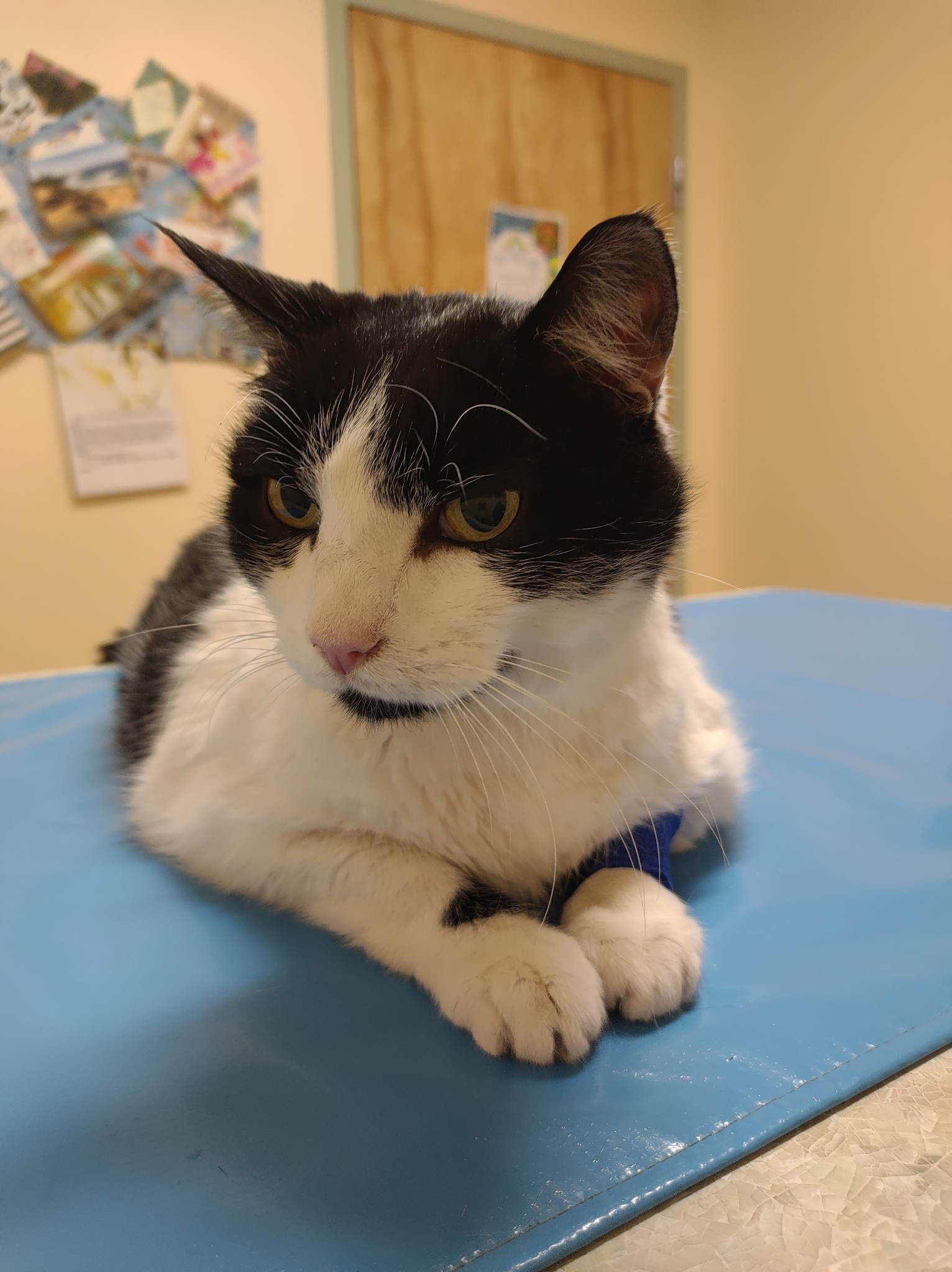 Perry, an adoptable Domestic Short Hair in Lockport, NY, 14095 | Photo Image 1