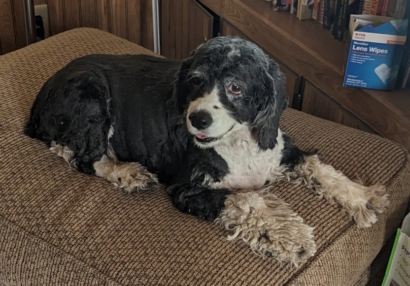 Leia NM 23032, an adoptable Cocker Spaniel in Parker, CO, 80134 | Photo Image 1