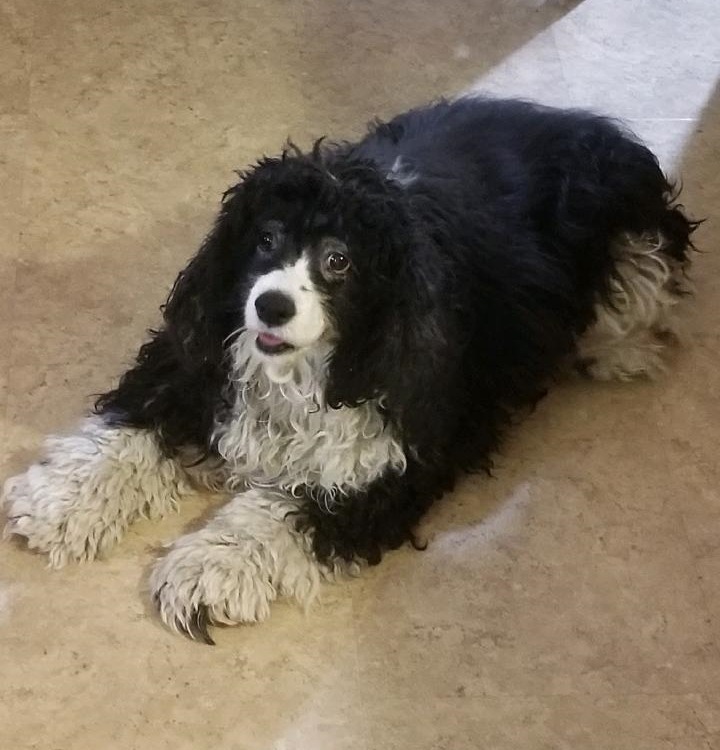 Luke NM 23033, an adoptable Cocker Spaniel in Parker, CO, 80134 | Photo Image 1