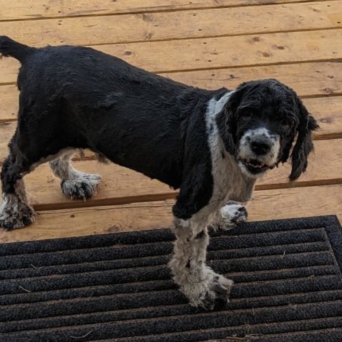 Luke NM 23033, an adoptable Cocker Spaniel in Parker, CO, 80134 | Photo Image 2