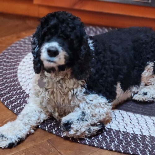 Luke NM 23033, an adoptable Cocker Spaniel in Parker, CO, 80134 | Photo Image 3