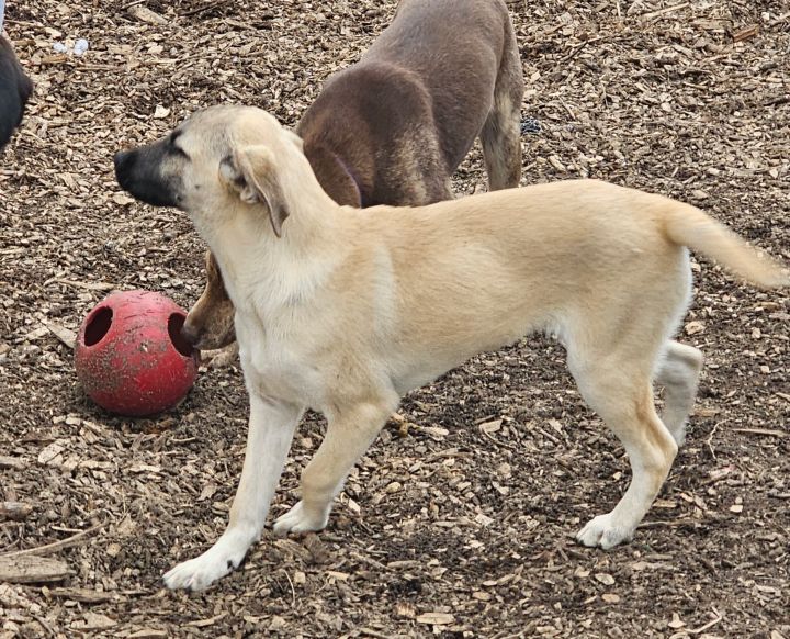 Winter (yellow lab), an adoptable Yellow Labrador Retriever & Black Mouth Cur Mix in Bloomingdale, NJ_image-2