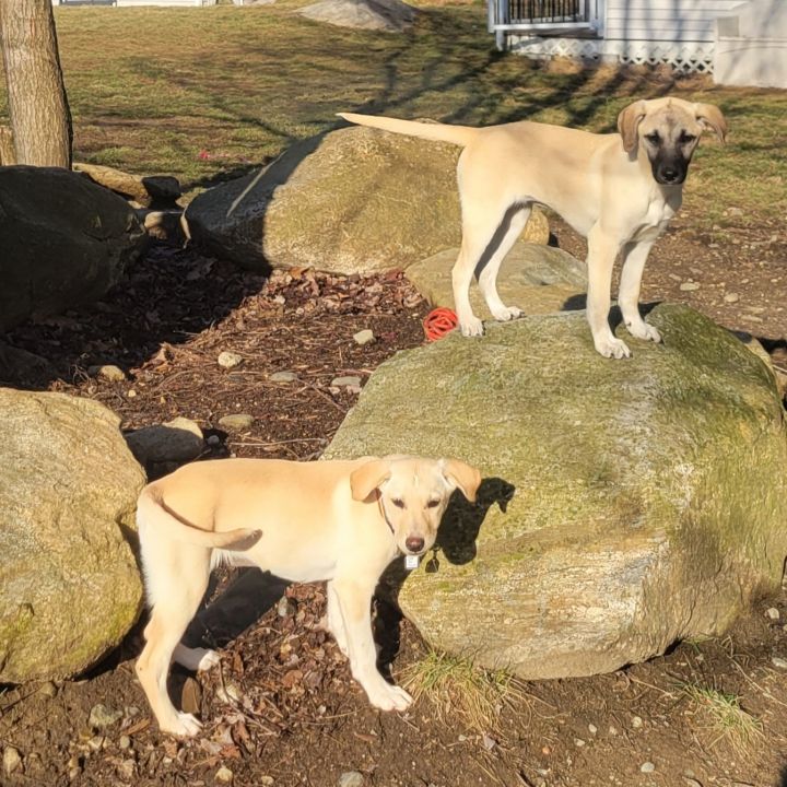 Winter (yellow lab) 4